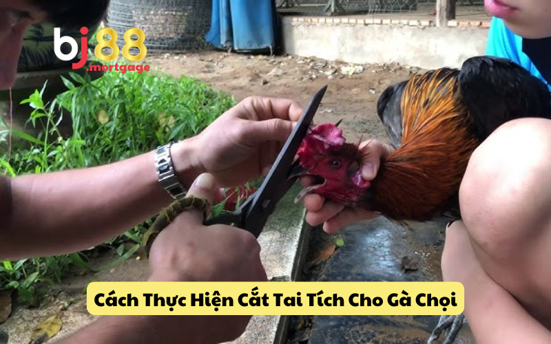 Các bước cắt tai tích cho gà chọi