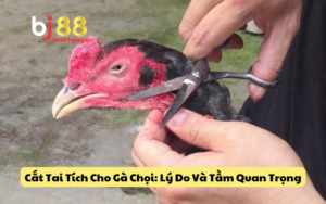 Cắt Tai Tích Cho Gà Chọi: Lý Do Và Tầm Quan Trọng