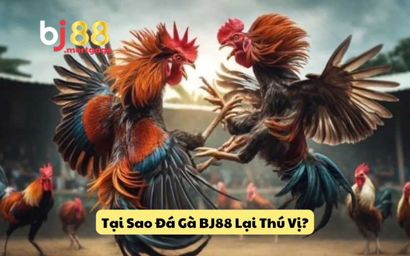 Tại Sao Đá Gà BJ88 Lại Thú Vị?