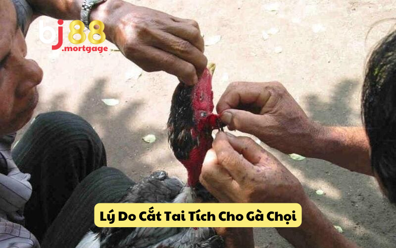 Tại sao cần cắt tai tích cho gà chọi?